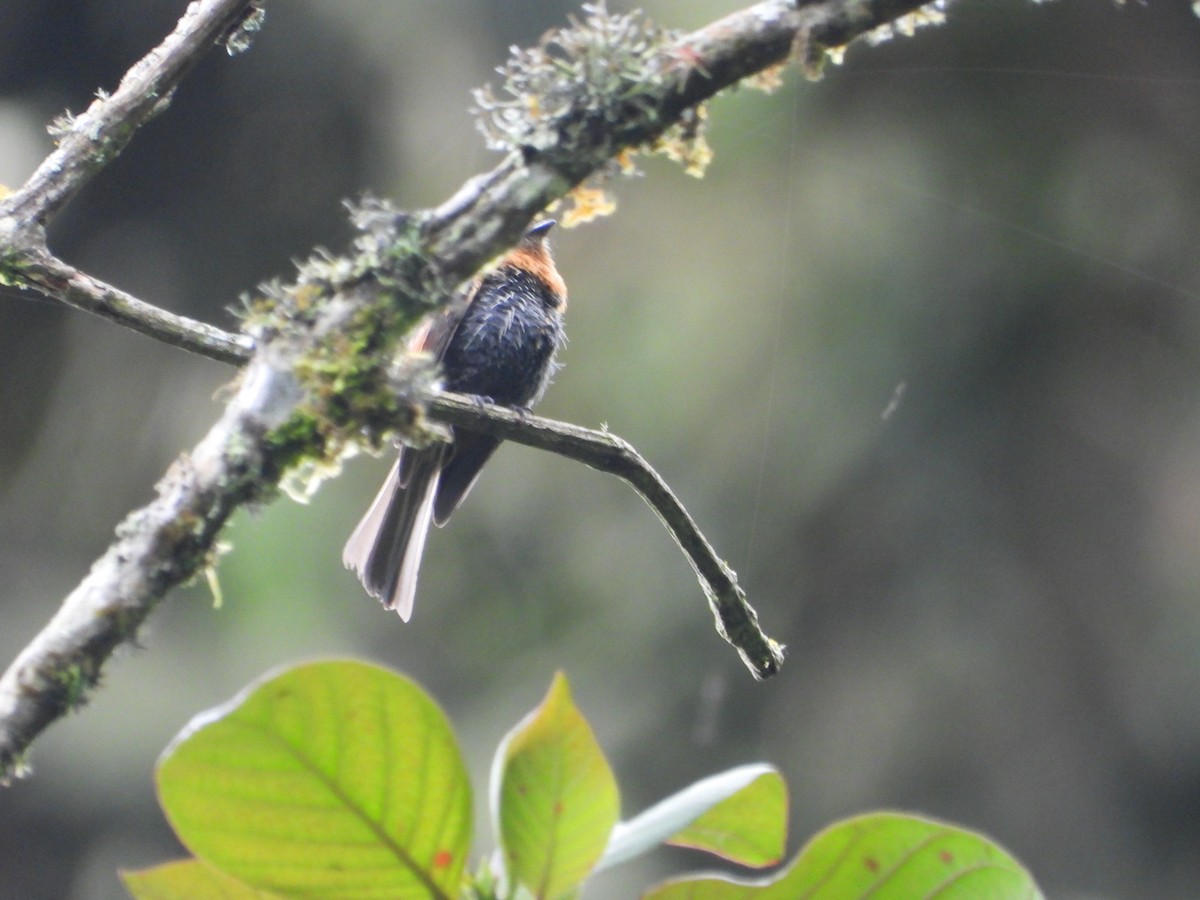 Brown-backed Chat-Tyrant - ML643485446