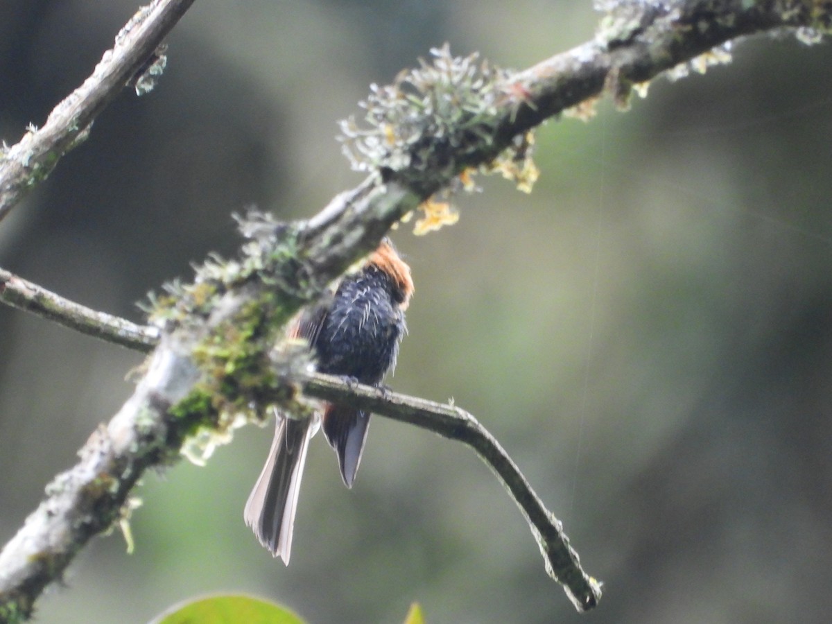 Brown-backed Chat-Tyrant - ML643485447
