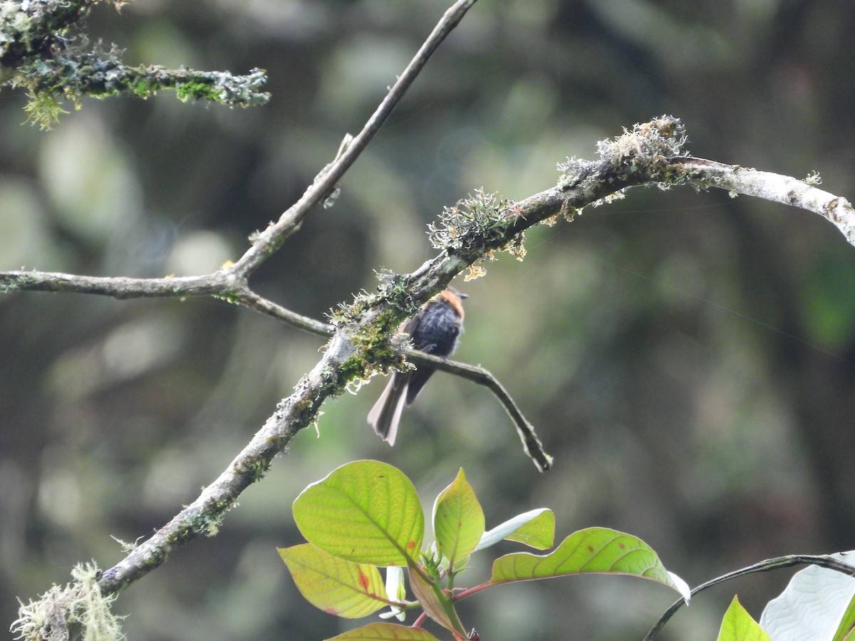 Brown-backed Chat-Tyrant - ML643485448