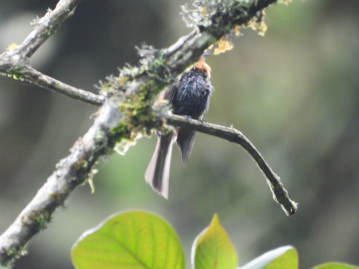 Brown-backed Chat-Tyrant - ML643485449