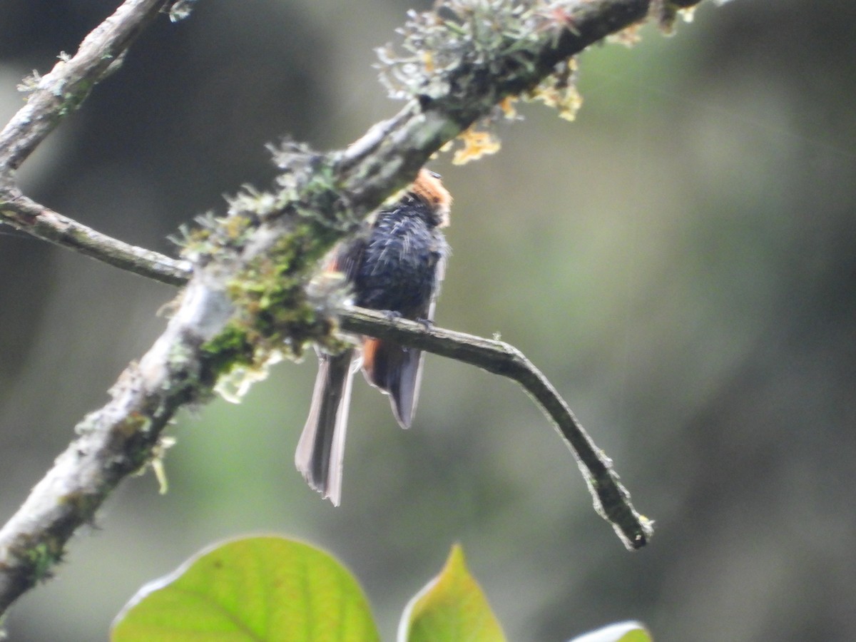 Brown-backed Chat-Tyrant - ML643485450