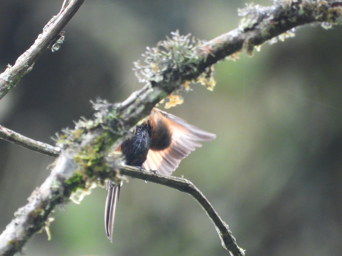 Brown-backed Chat-Tyrant - ML643485451