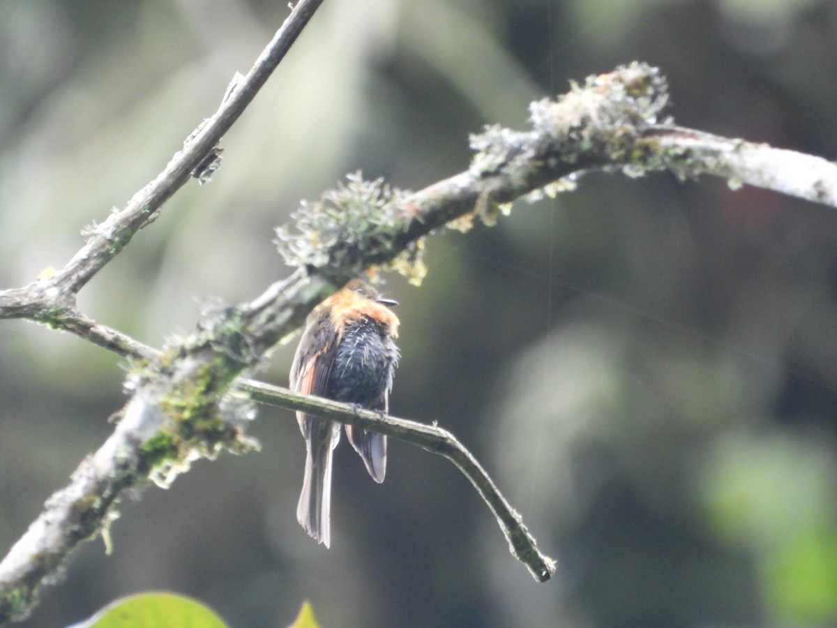 Brown-backed Chat-Tyrant - ML643485452