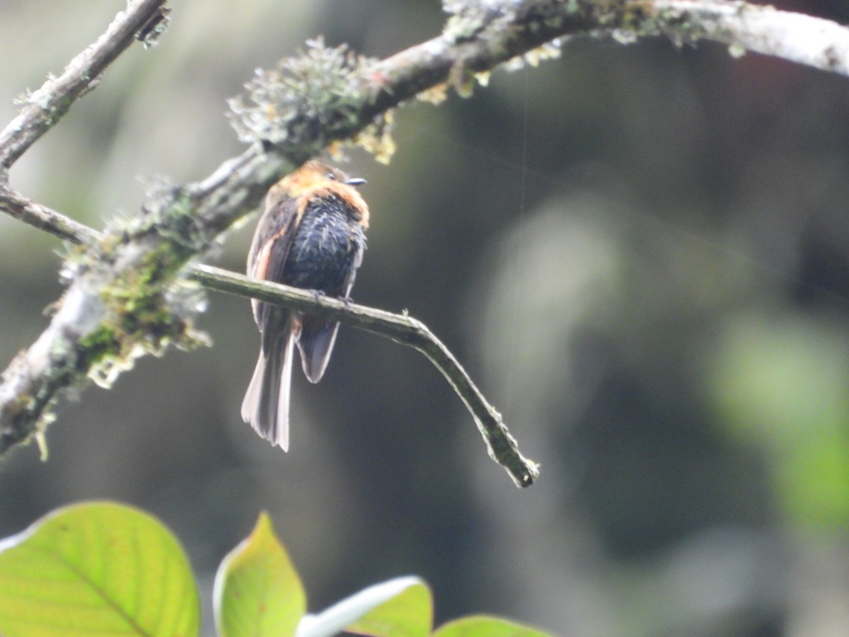 Brown-backed Chat-Tyrant - ML643485453