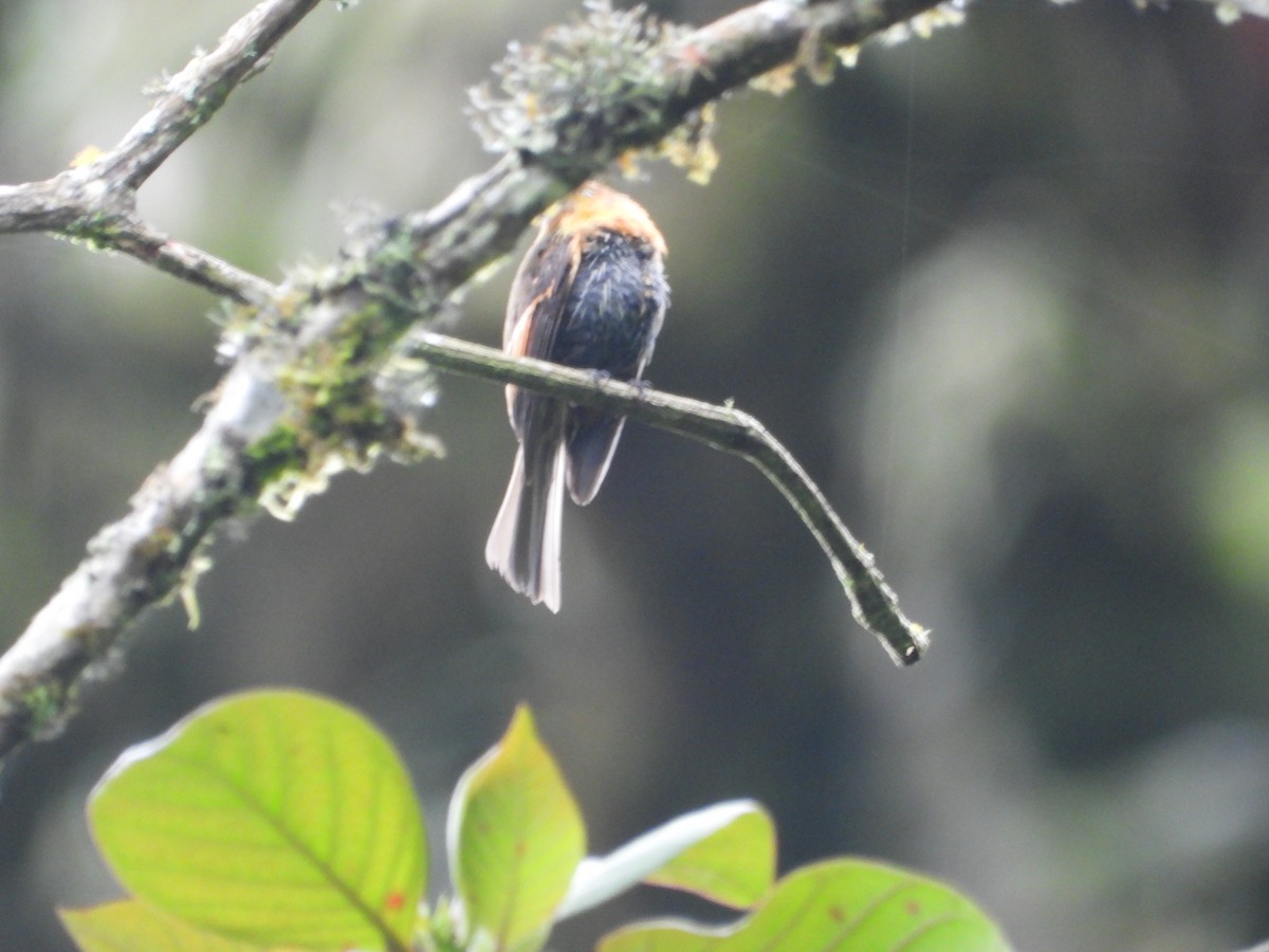 Brown-backed Chat-Tyrant - ML643485454
