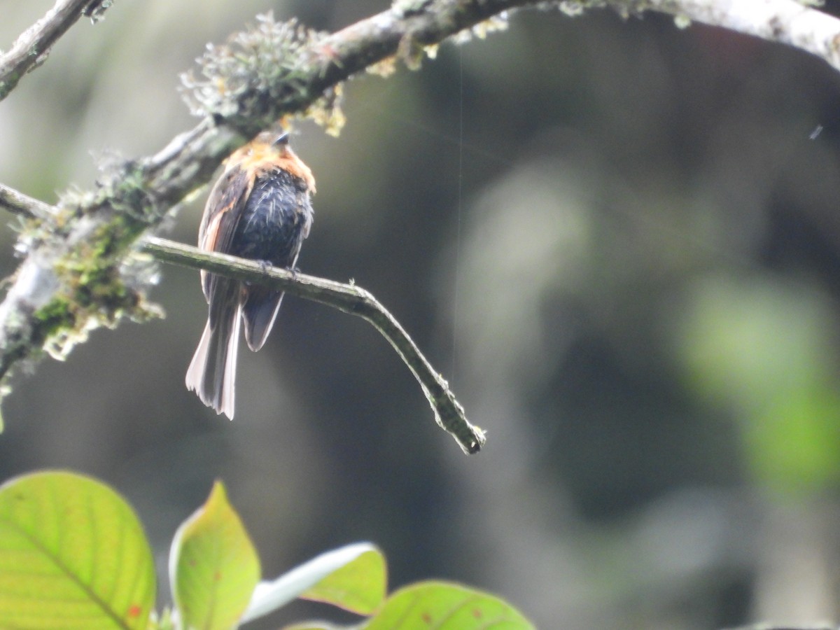Brown-backed Chat-Tyrant - ML643485455