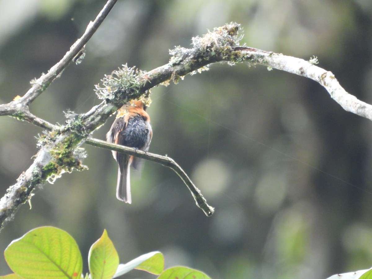 Brown-backed Chat-Tyrant - ML643485456