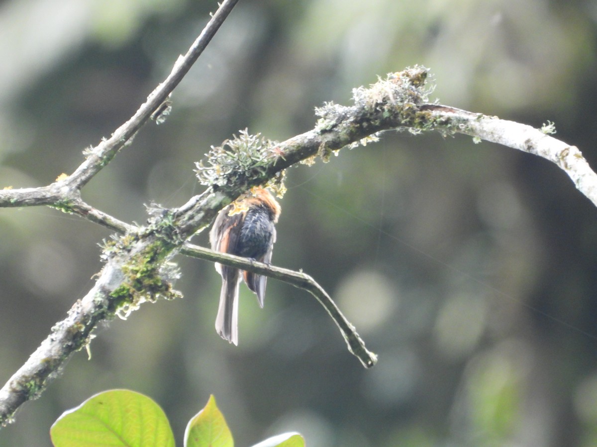 Brown-backed Chat-Tyrant - ML643485457