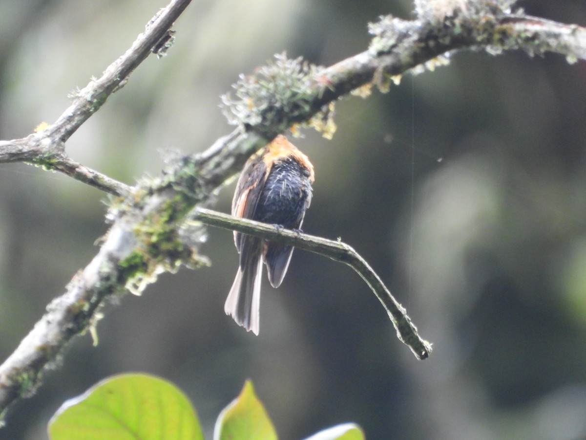Brown-backed Chat-Tyrant - ML643485458