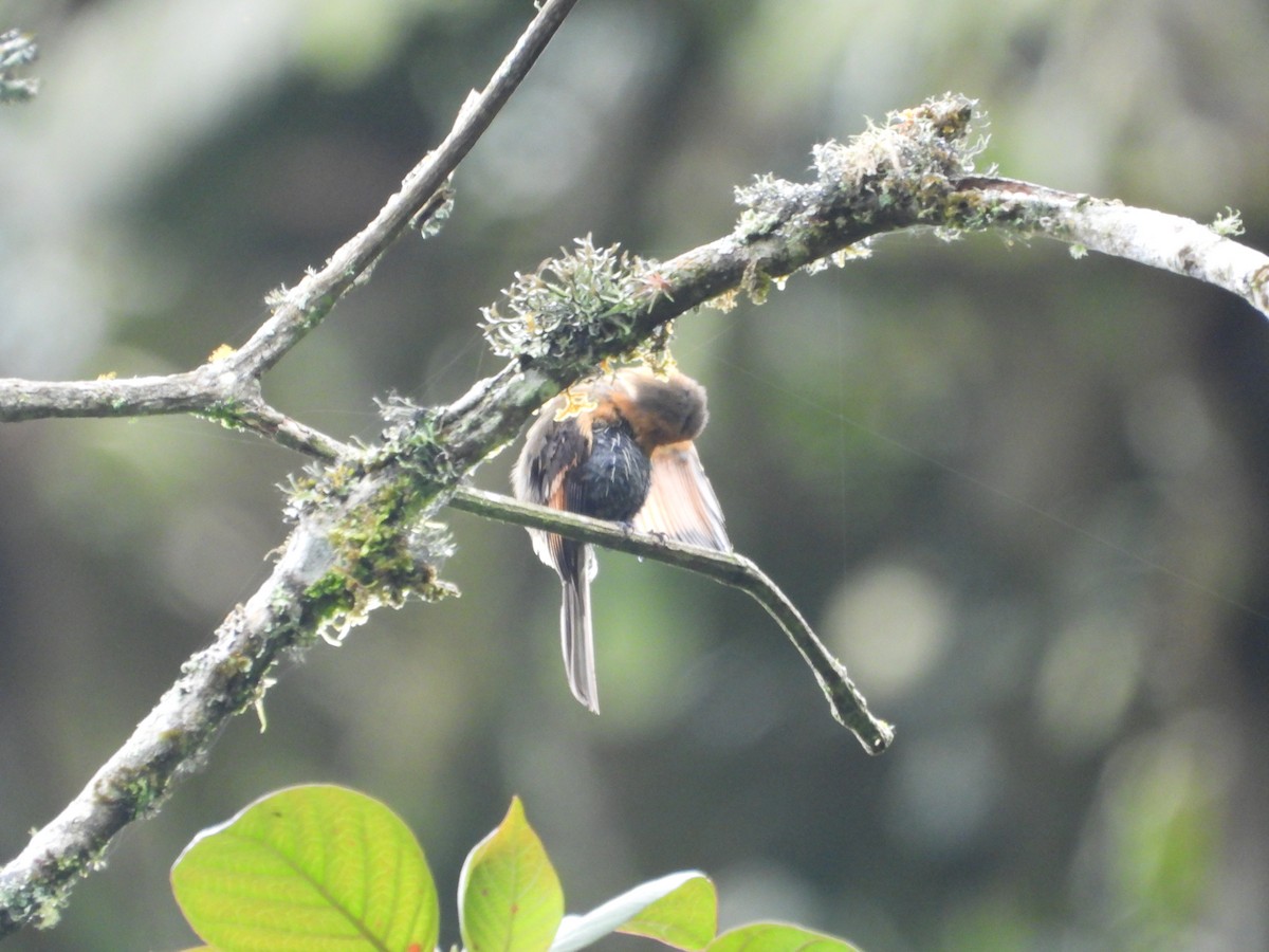 Brown-backed Chat-Tyrant - ML643485459