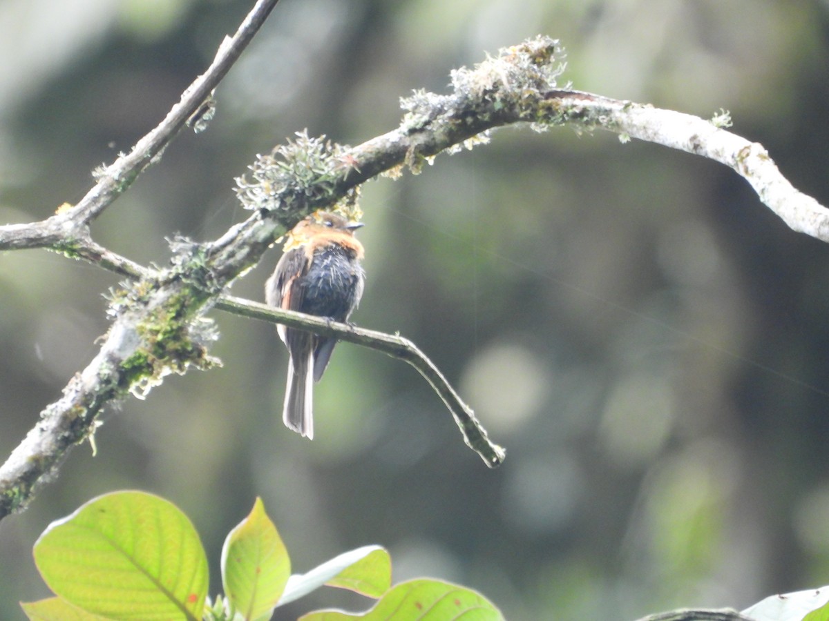 Brown-backed Chat-Tyrant - ML643485460