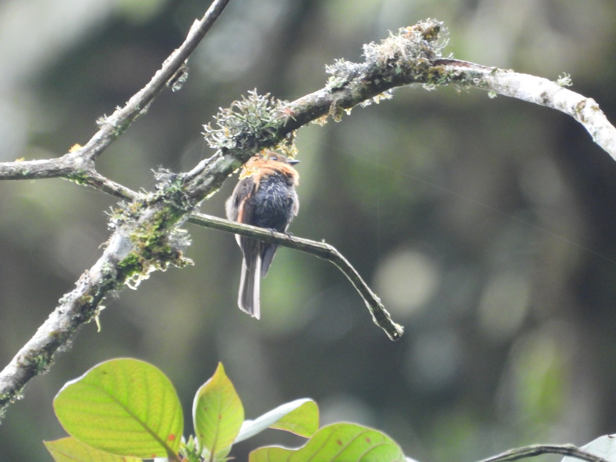 Brown-backed Chat-Tyrant - ML643485461