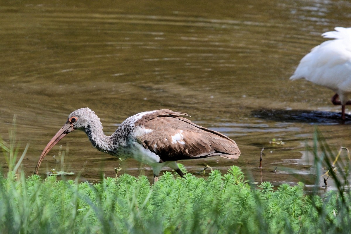 White Ibis - ML643485463