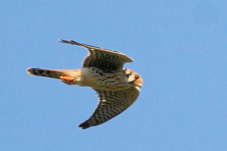 American Kestrel - ML643485478