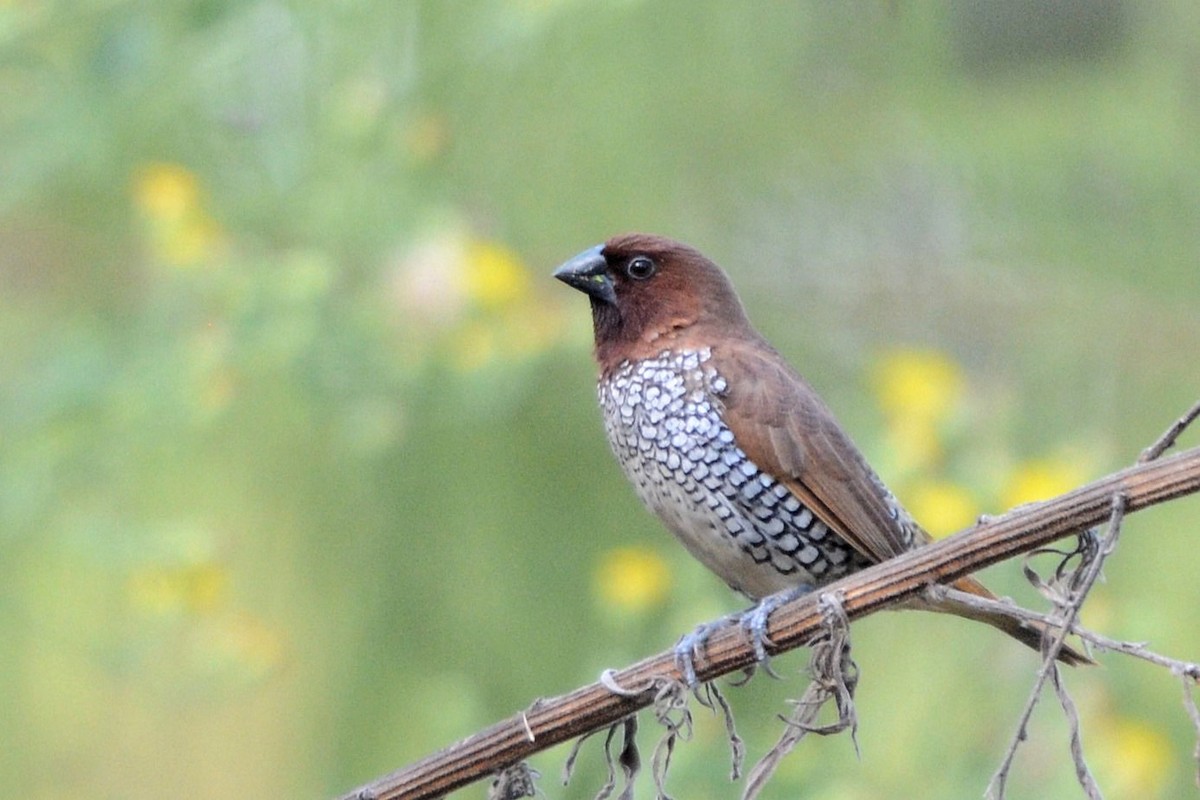 Scaly-breasted Munia - ML643485485