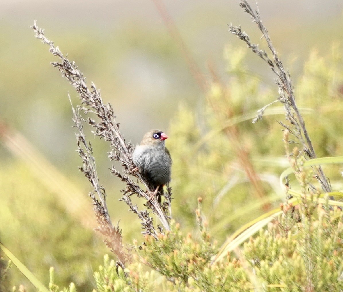 Beautiful Firetail - ML643485487