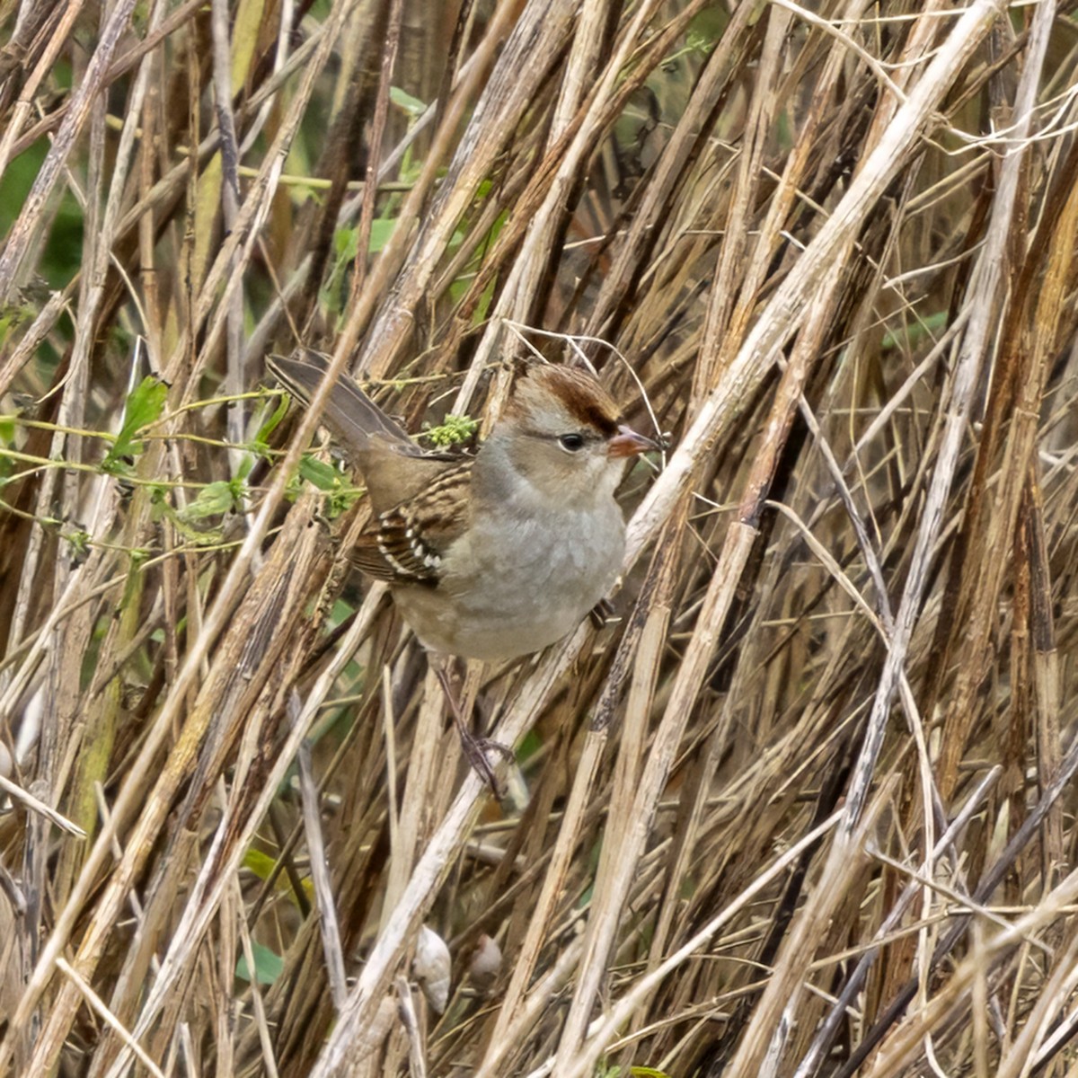 White-crowned Sparrow - ML643485489