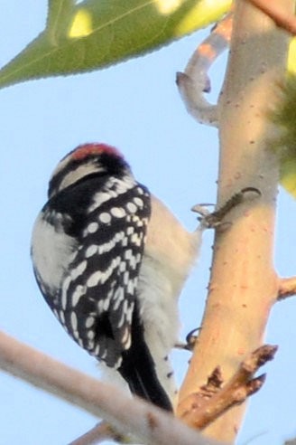 Downy Woodpecker - ML643485491