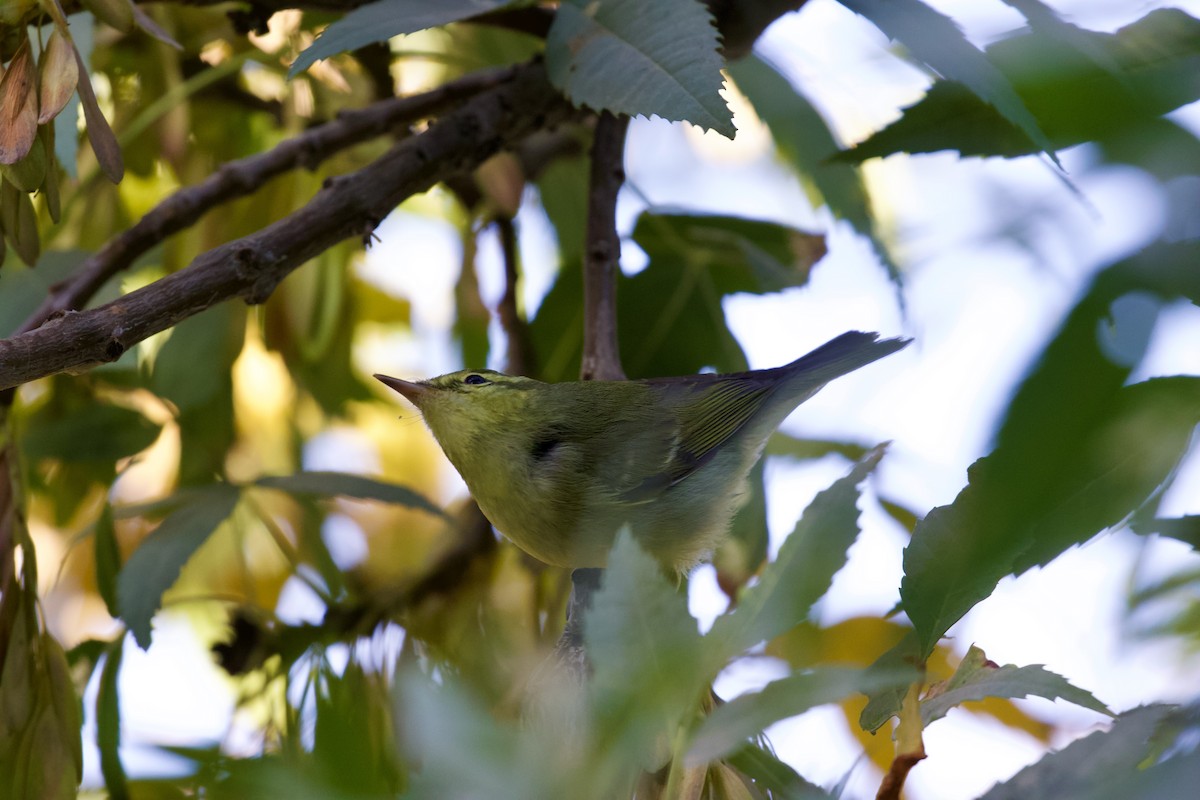 Green Warbler - ML643485502