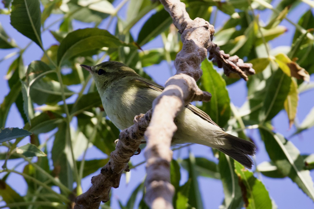 Green Warbler - ML643485503