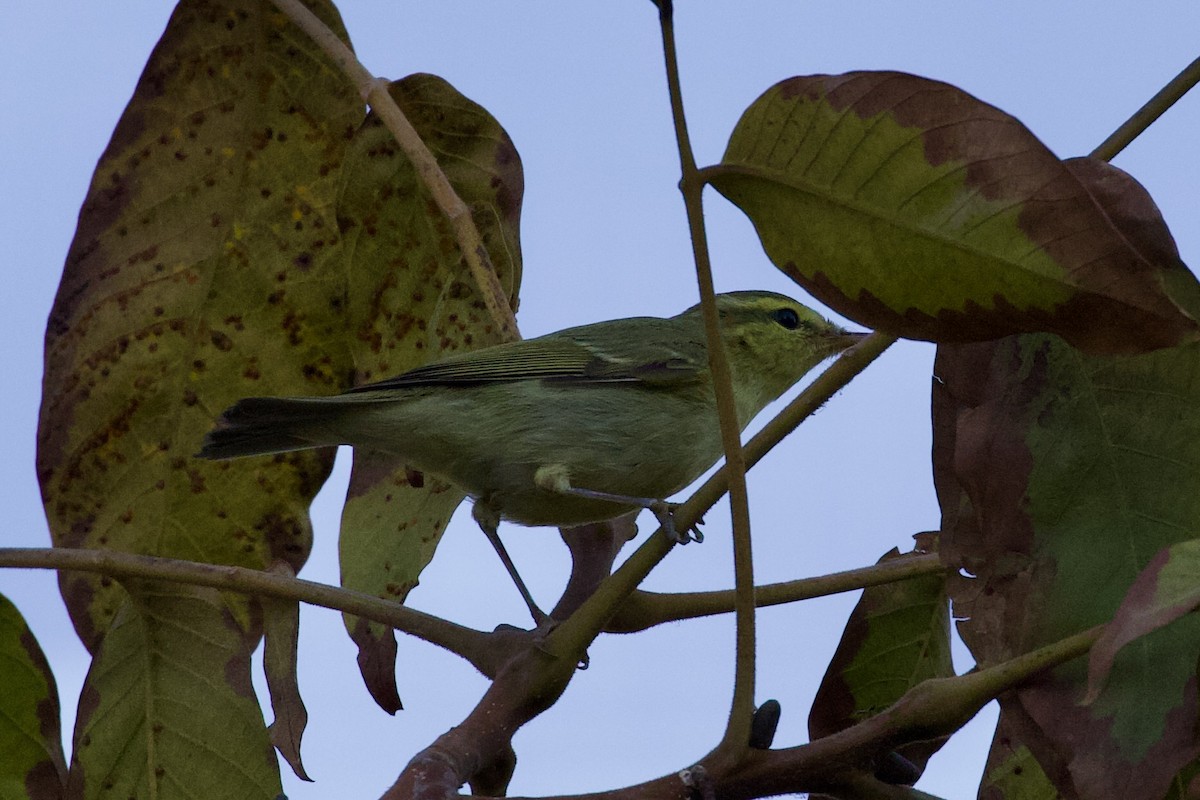Green Warbler - ML643485504