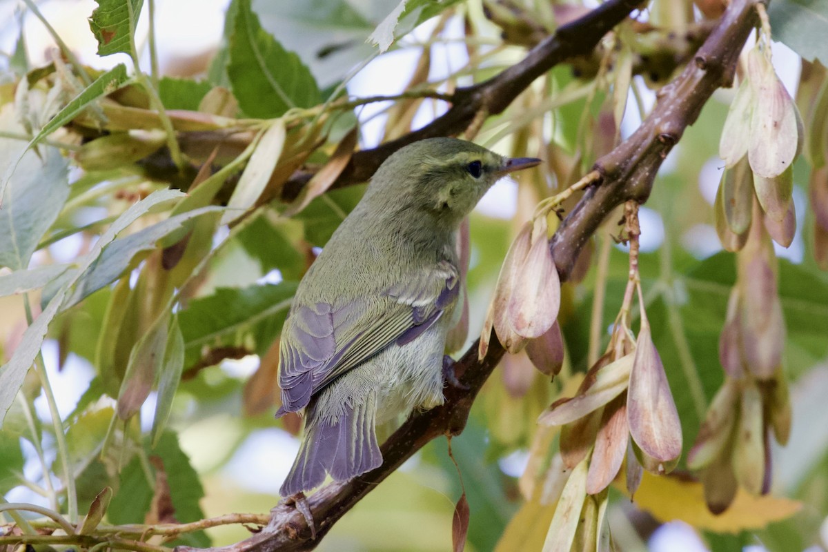 Green Warbler - ML643485505