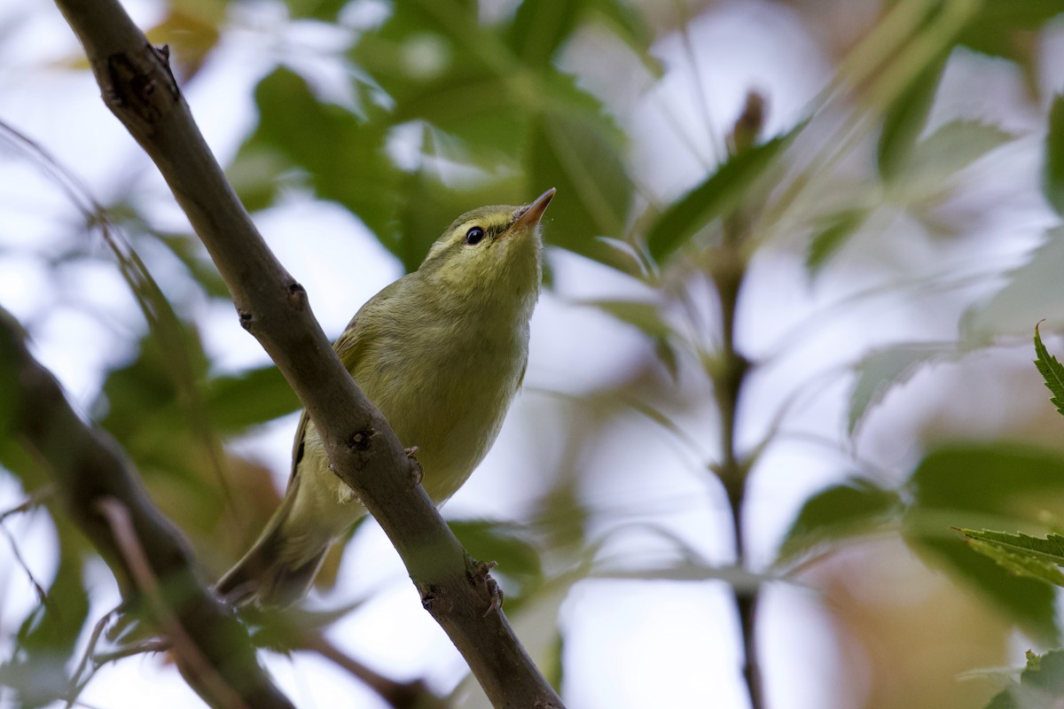 Green Warbler - ML643485507