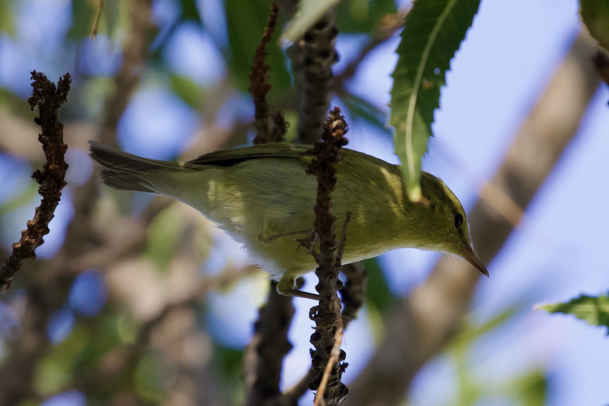 Green Warbler - ML643485508