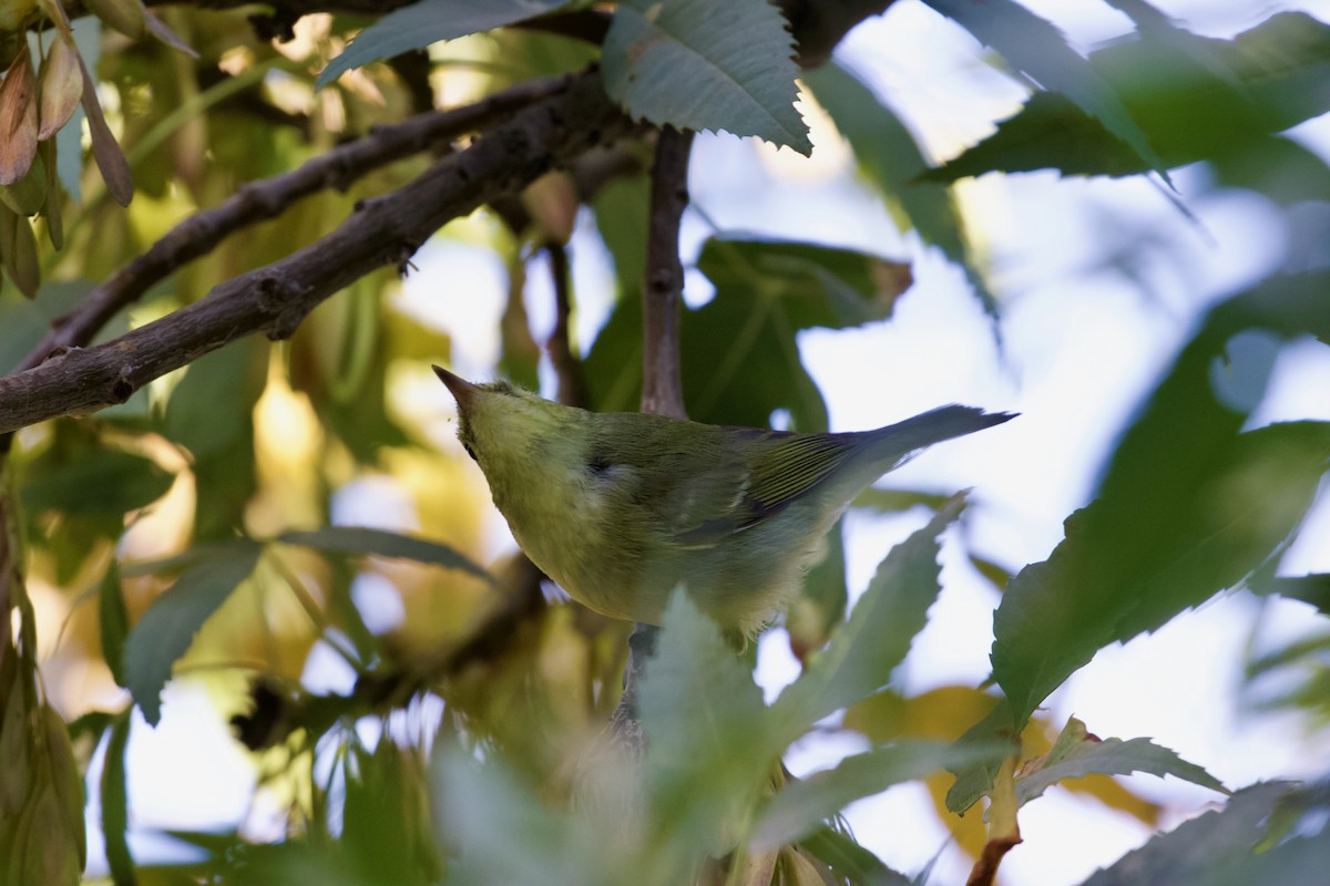 Green Warbler - ML643485509
