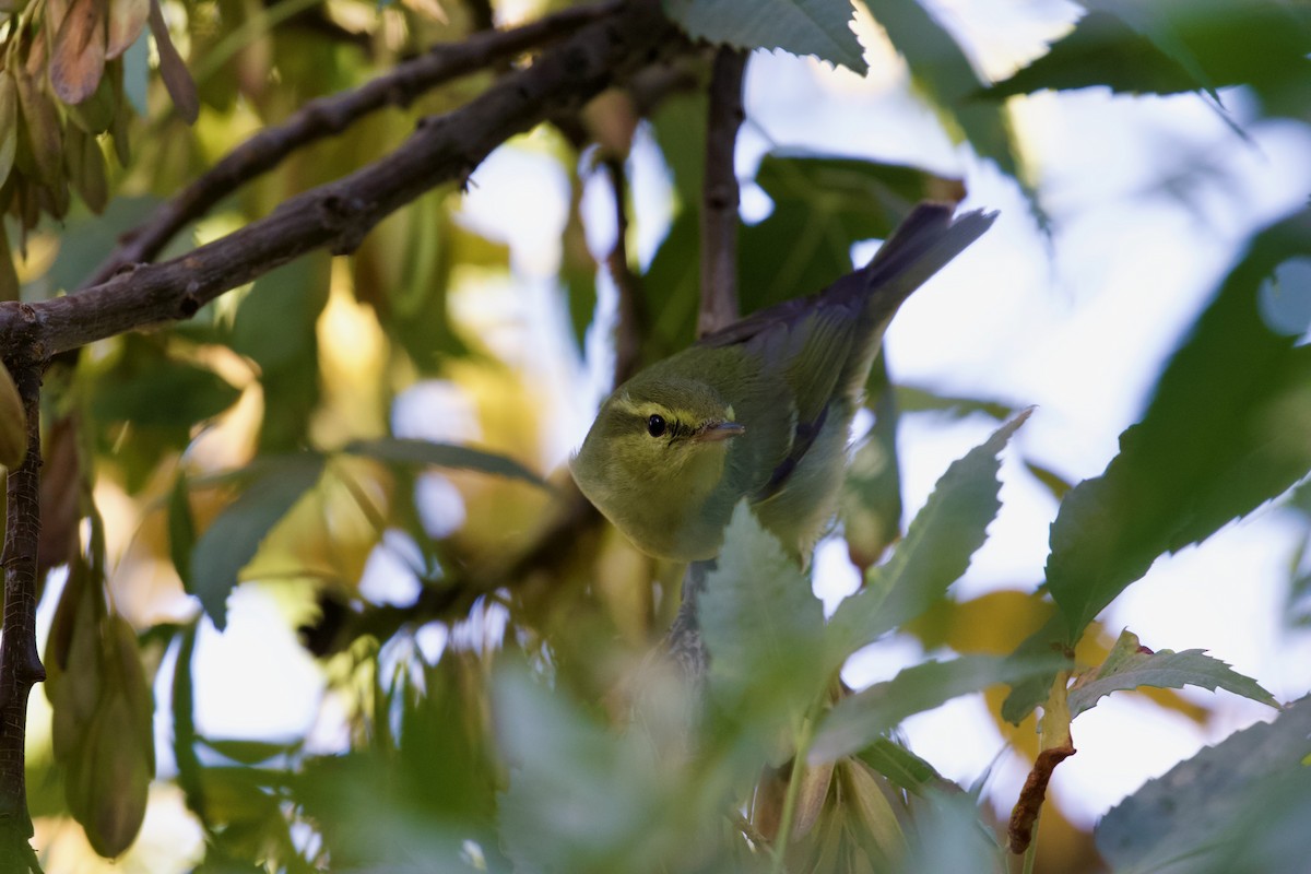 Green Warbler - ML643485510