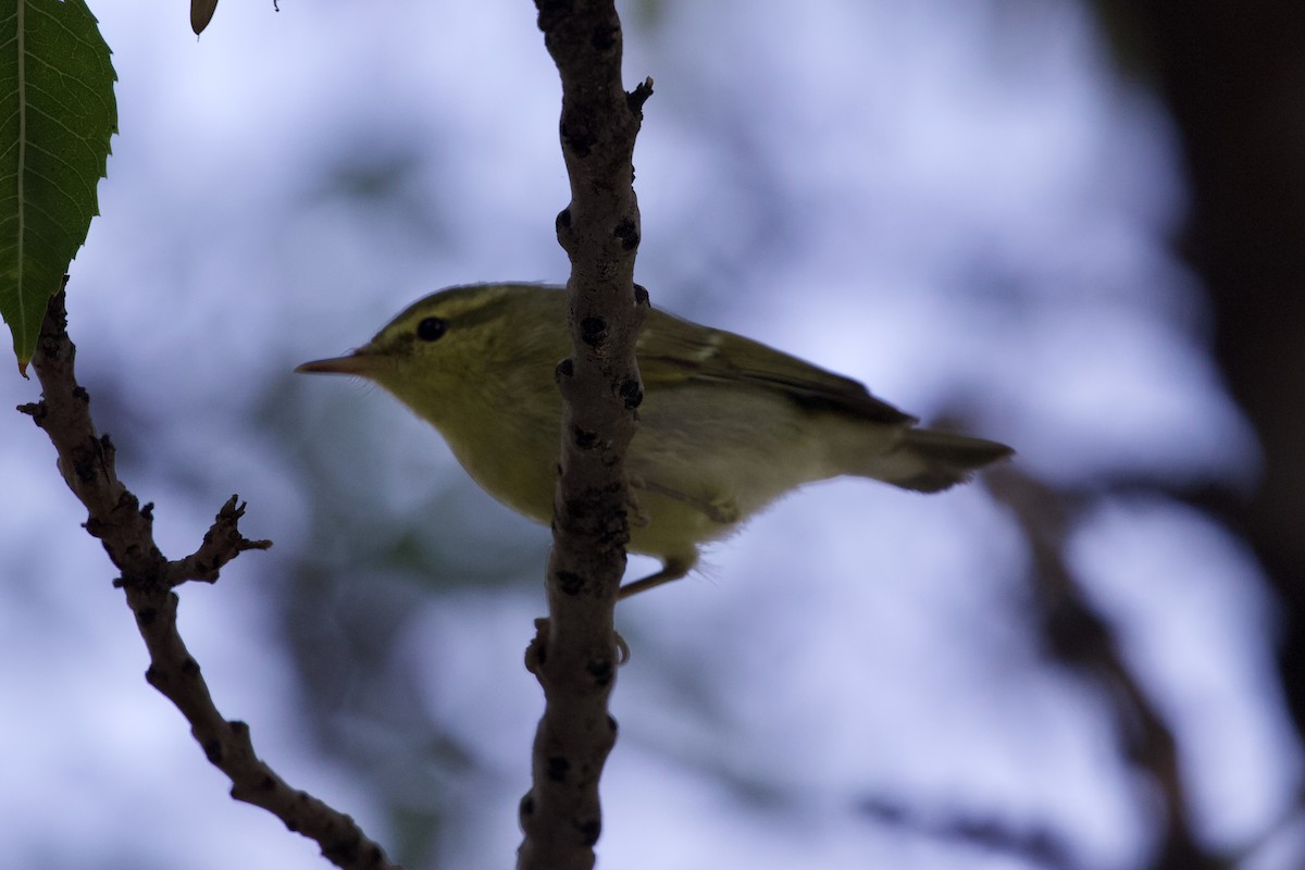 Green Warbler - ML643485511
