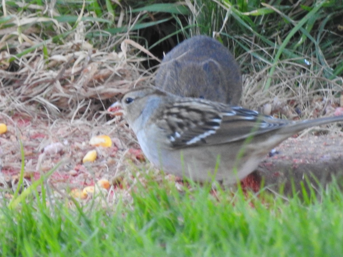 White-crowned Sparrow - ML643485534