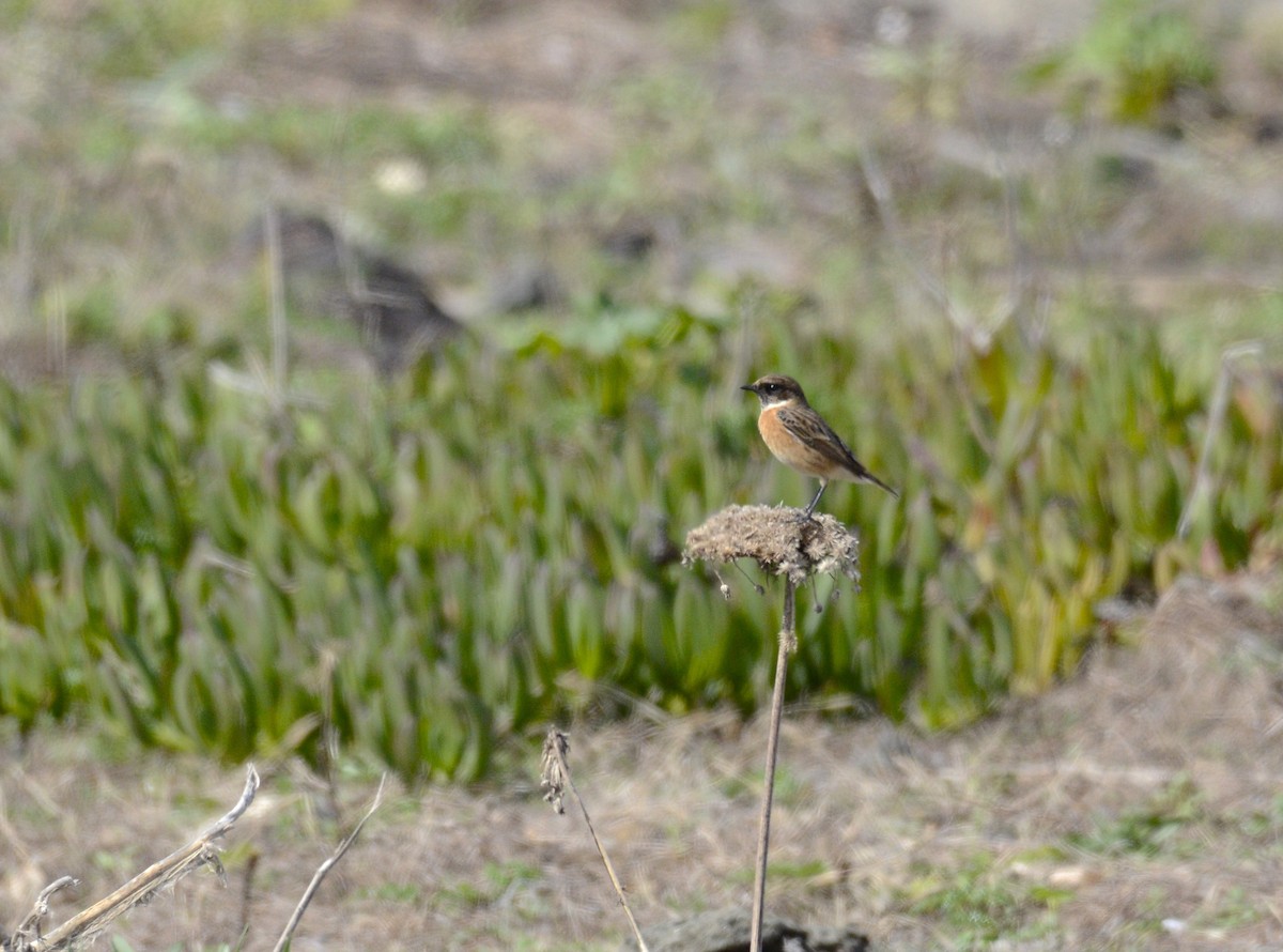 European Stonechat - ML643485536