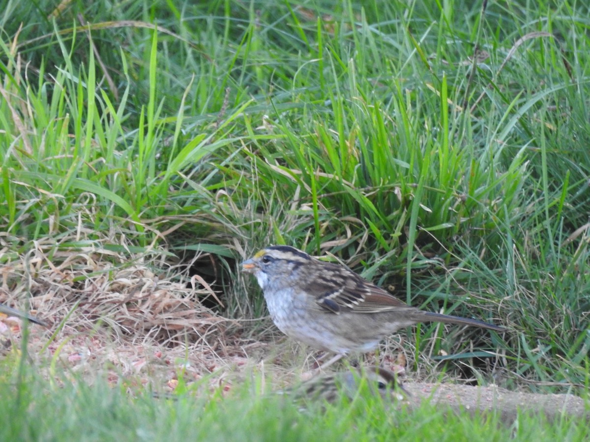 White-throated Sparrow - ML643485541
