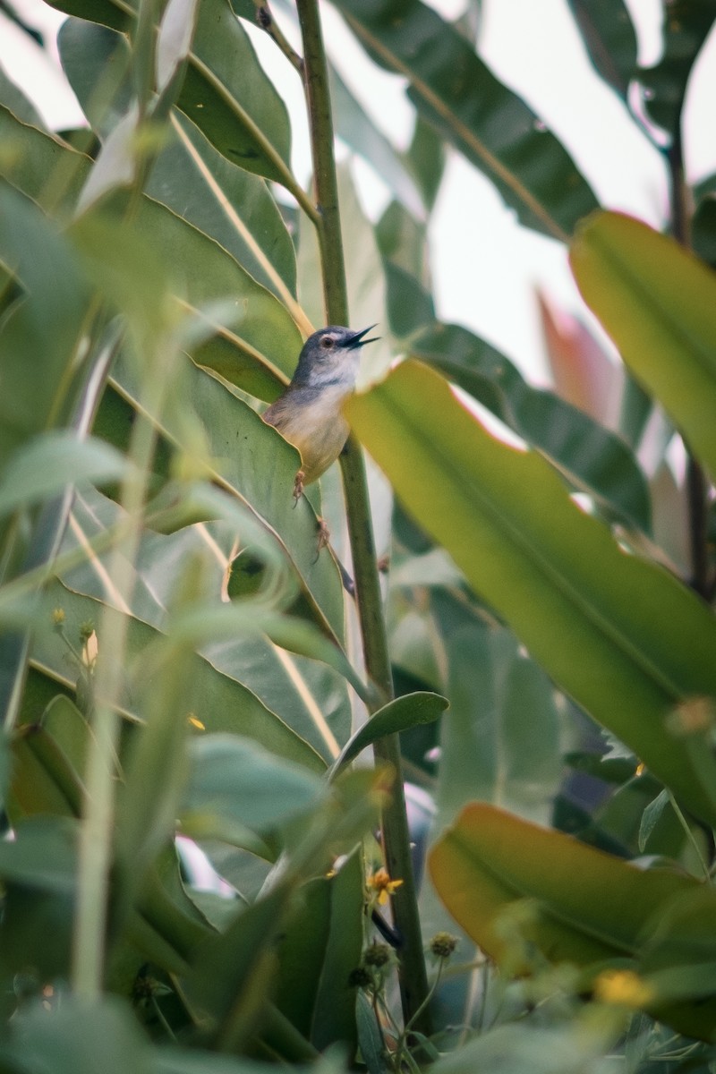 Prinia à ventre jaune - ML643485554