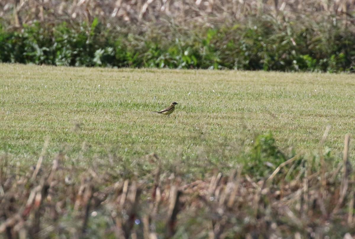 Western Yellow Wagtail - ML643485555