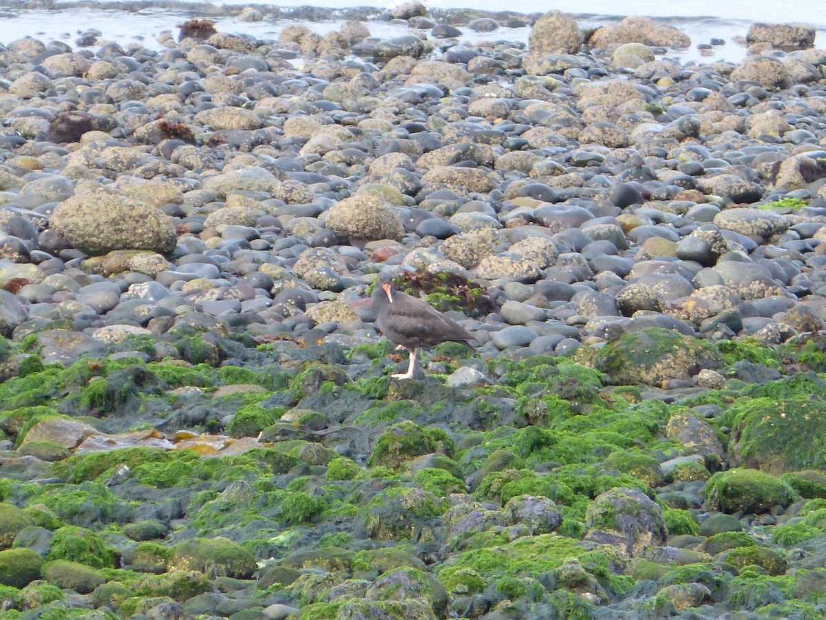 Blackish Oystercatcher - ML643485559