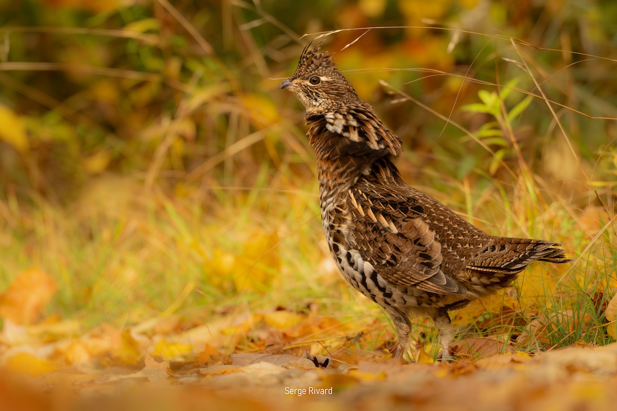 Ruffed Grouse - ML643485561