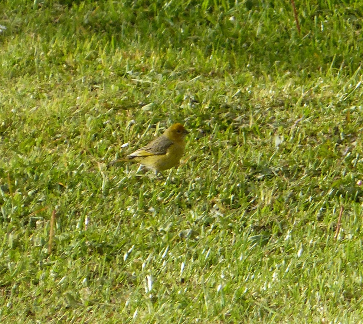 Saffron Finch - ML643485566