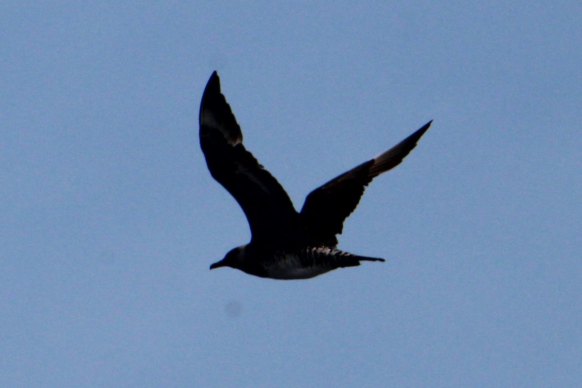 Pomarine Jaeger - ML643485594