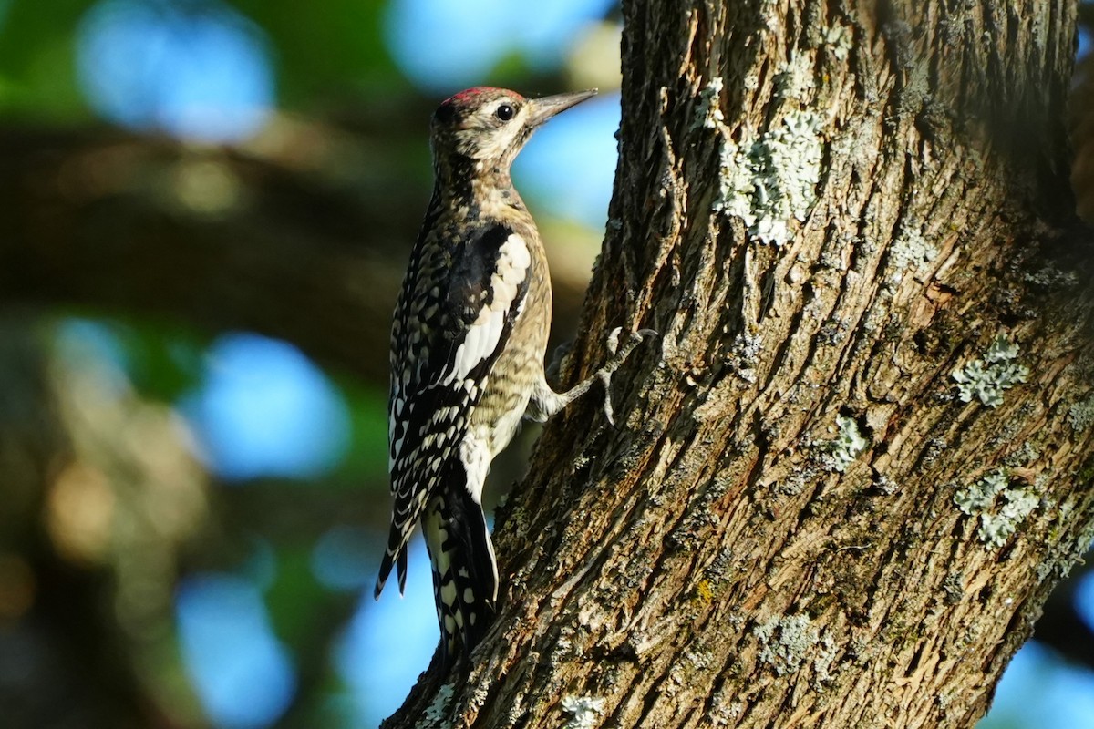 Yellow-bellied Sapsucker - ML643485600