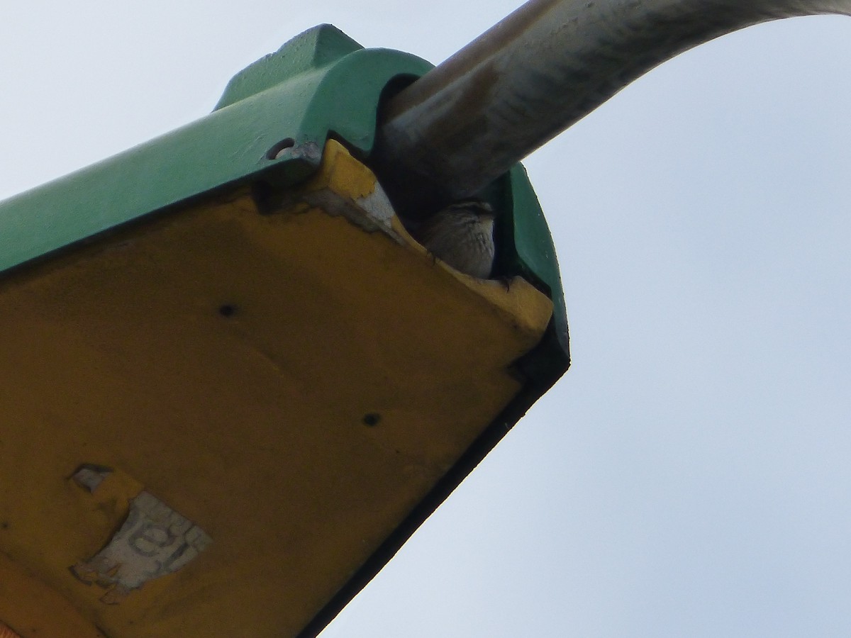 Plain-mantled Tit-Spinetail - ML643485601