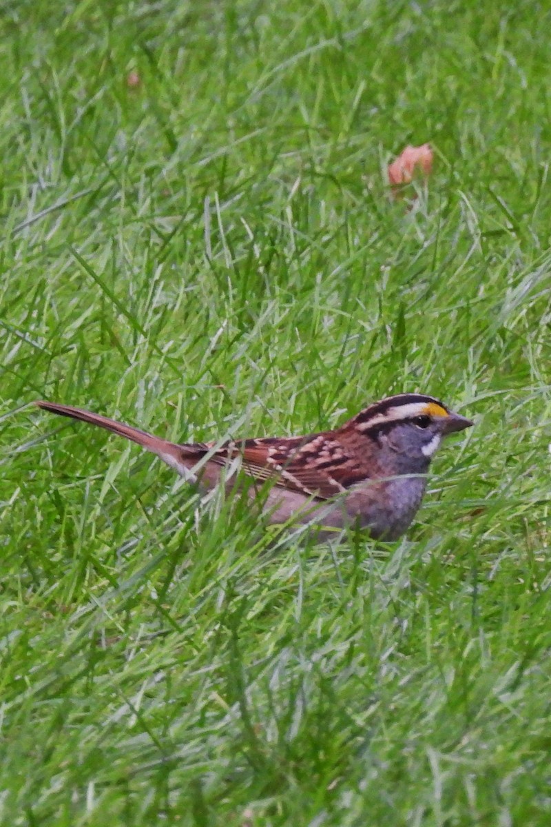 White-throated Sparrow - ML643485602
