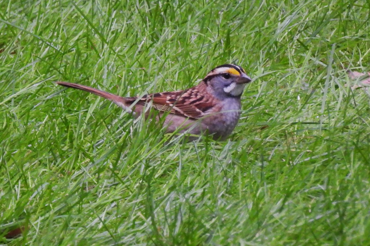 White-throated Sparrow - ML643485603
