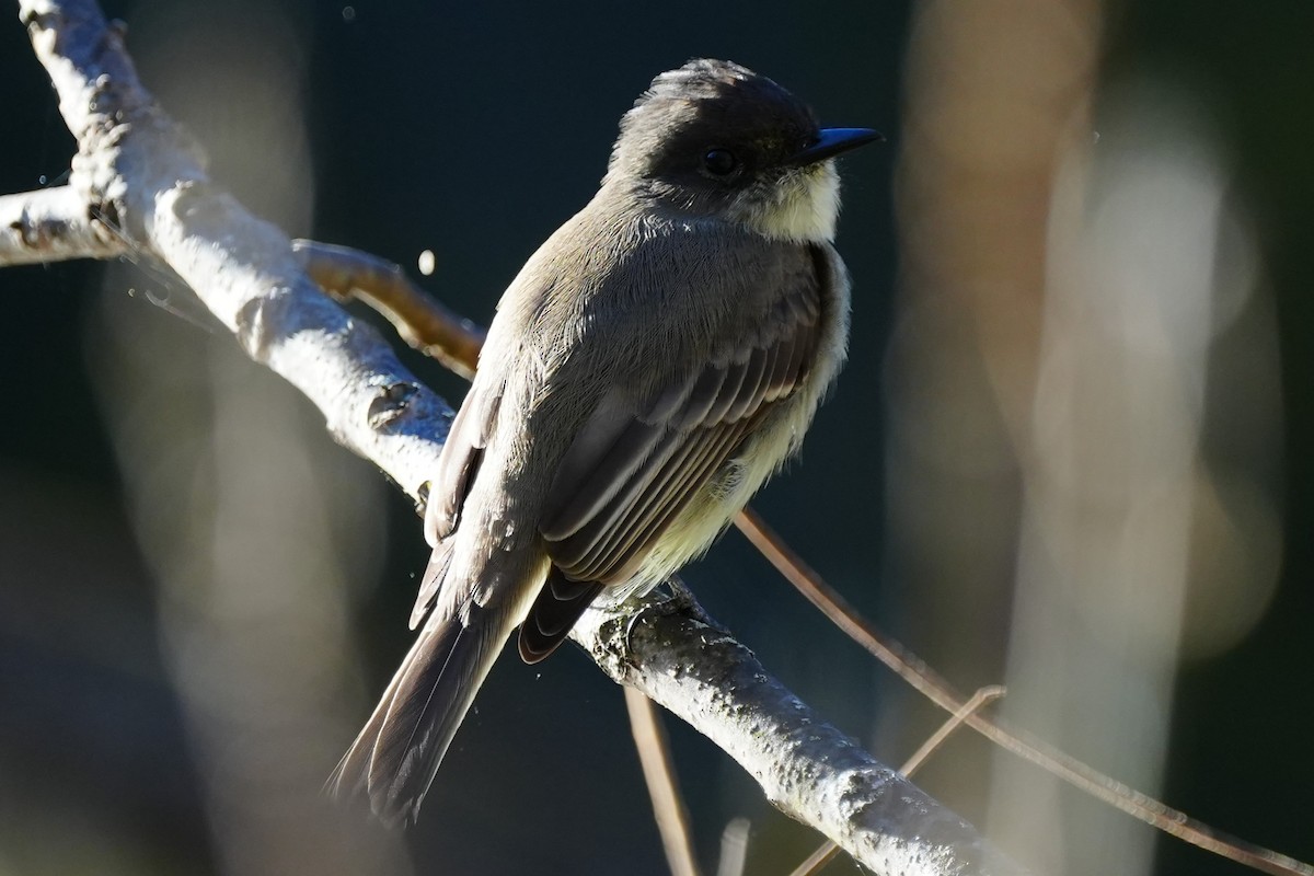 Eastern Phoebe - ML643485607