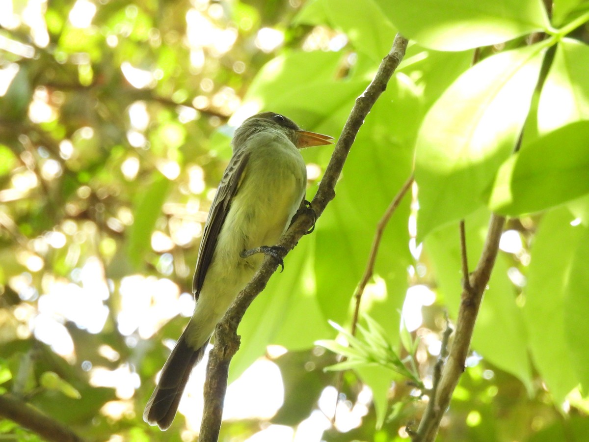 Swainson's Flycatcher - Mark Smiles