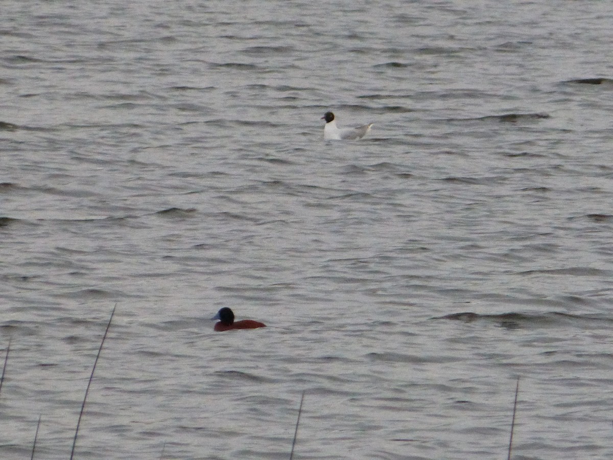 Lake Duck - ML643485620