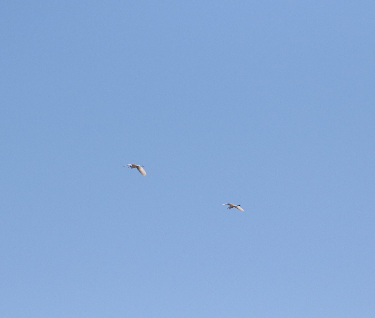 Great Egret - ML643485624