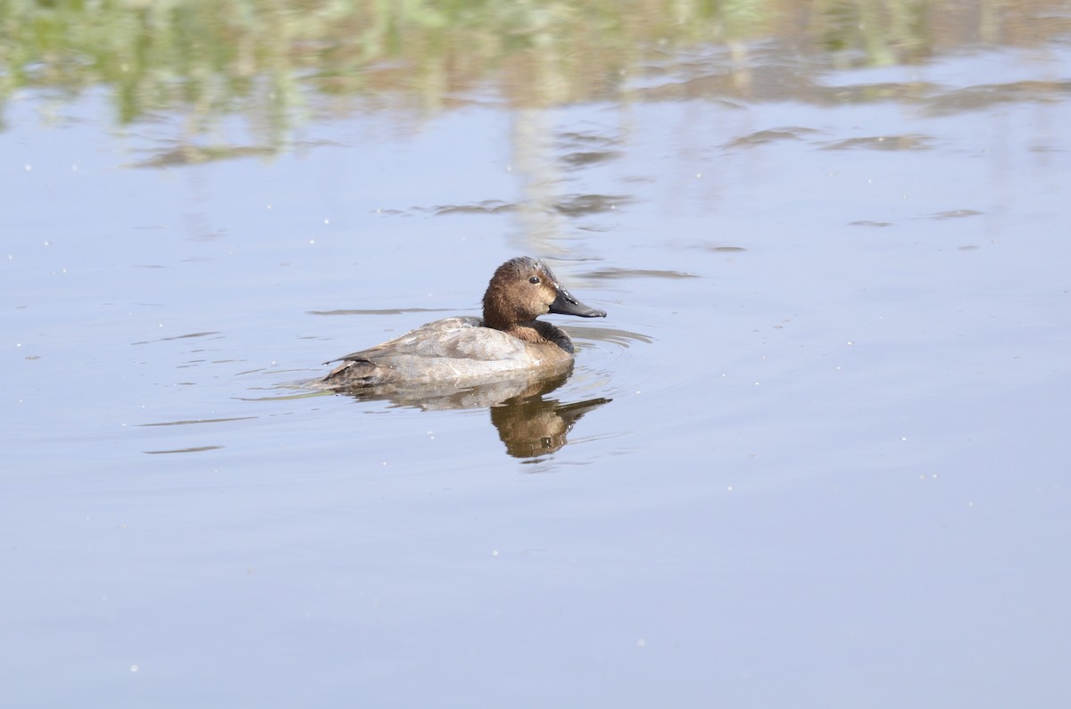 Common Pochard - ML643485627