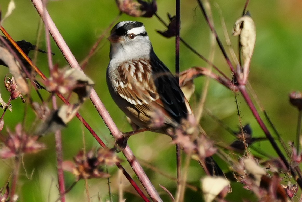 White-crowned Sparrow - ML643485628
